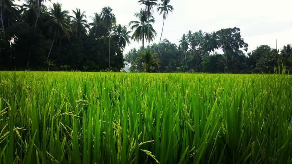 Seri Pengkalan Homestay Бачок Экстерьер фото